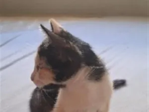 Gato raça SRD-ViraLata idade 2 a 6 meses nome Cookie