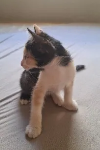 Gato raça SRD-ViraLata idade 2 a 6 meses nome Cookie