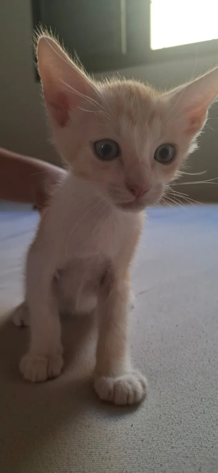 Gato raça SRD-ViraLata idade 2 a 6 meses nome Pipoca