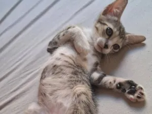 Gato raça SRD-ViraLata idade 2 a 6 meses nome Sushi