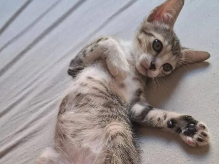 Gato raça SRD-ViraLata idade 2 a 6 meses nome Sushi