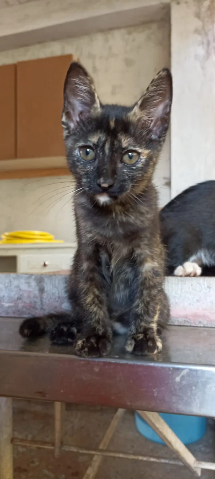 Gato raça SRD-ViraLata idade 2 a 6 meses nome Gatinhos fofos
