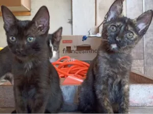 Gato raça SRD-ViraLata idade 2 a 6 meses nome Gatinhos fofos