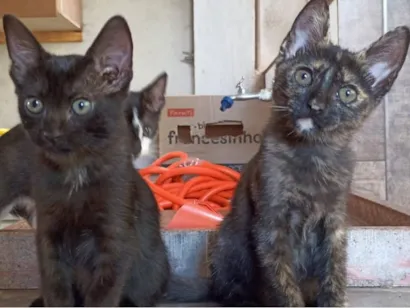 Gato raça SRD-ViraLata idade 2 a 6 meses nome Gatinhos fofos