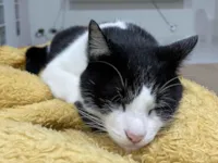 Gato raça SRD-ViraLata idade 2 a 6 meses nome Tequila 