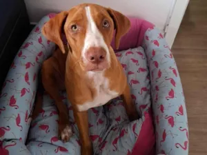 Cachorro raça Pit-Bull idade 2 a 6 meses nome Mayla