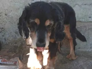 Cachorro raça Cocker idade 1 ano nome Pedro