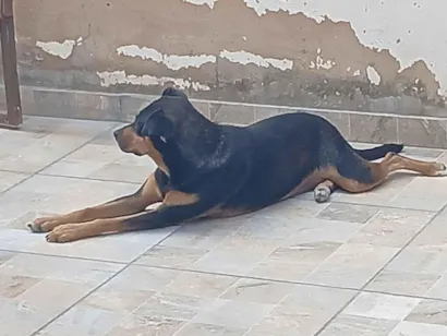 Cachorro raça SRD-ViraLata idade 3 anos nome Sky