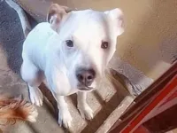 Cachorro raça Dogue Alemão idade 7 a 11 meses nome Penélope 