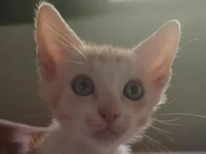 Gato raça SRD-ViraLata idade 2 a 6 meses nome Pipoca