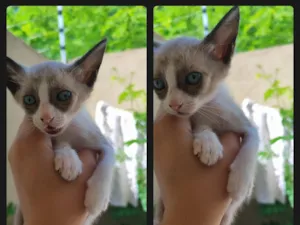 Gato raça SRD-ViraLata idade Abaixo de 2 meses nome Roberto Vieira