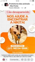 Cachorro raça SRD-ViraLata idade 7 a 11 meses nome Marcia Helena Fuscaldo