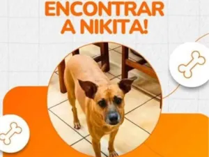 Cachorro raça SRD-ViraLata idade 7 a 11 meses nome Marcia Helena Fuscaldo