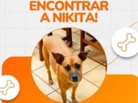 Cachorro raça SRD-ViraLata idade 7 a 11 meses nome Marcia Helena Fuscaldo