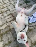Cachorro raça Pit-Bull idade 1 ano nome Mauro