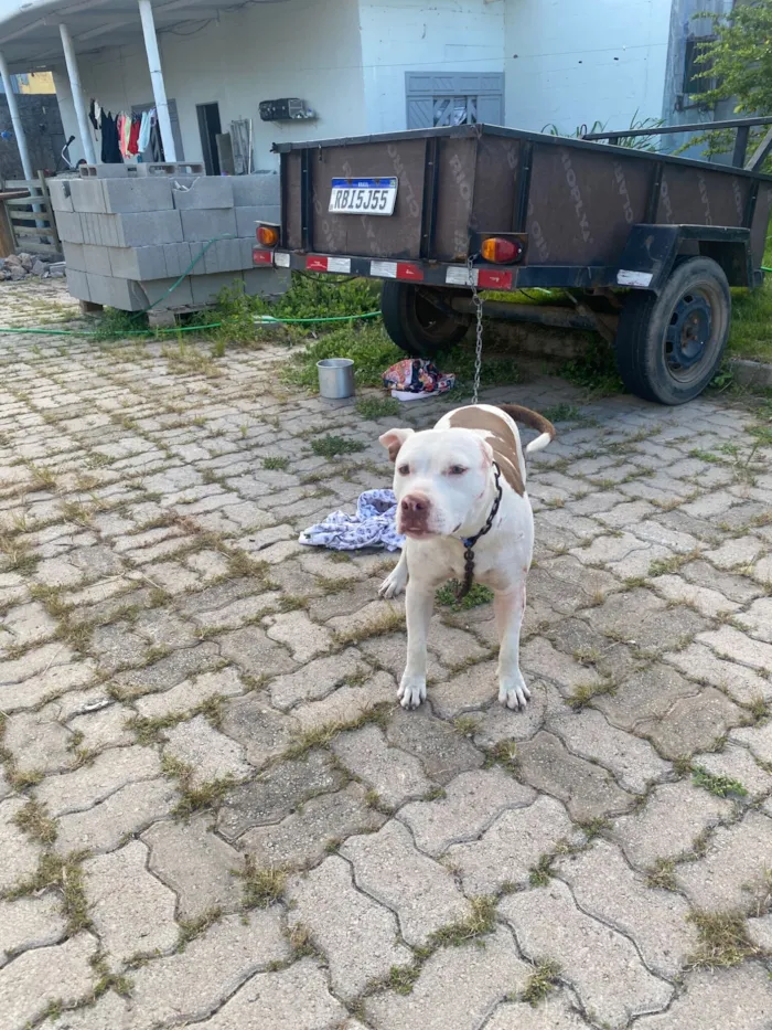 Cachorro raça Pit-Bull idade 1 ano nome Mauro