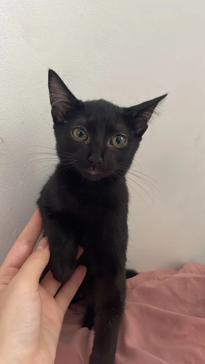 Gato raça SRD-ViraLata idade 2 a 6 meses nome Lilly