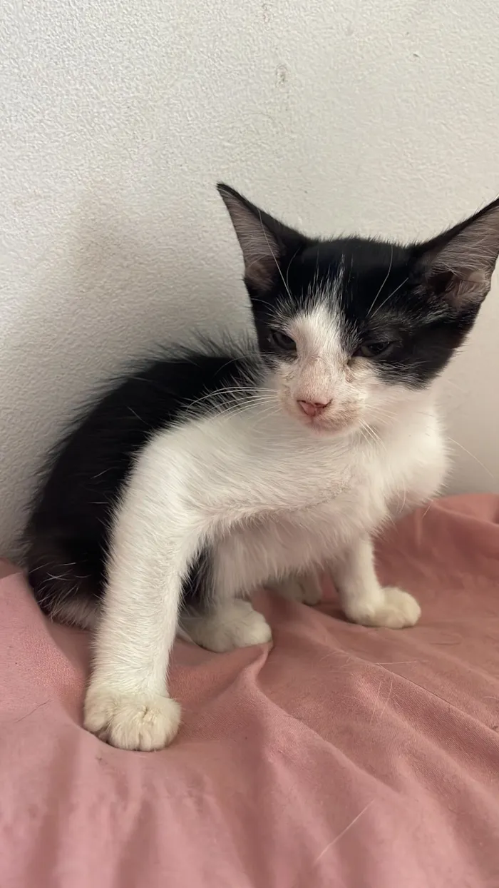 Gato raça SRD-ViraLata idade 2 a 6 meses nome Lilly