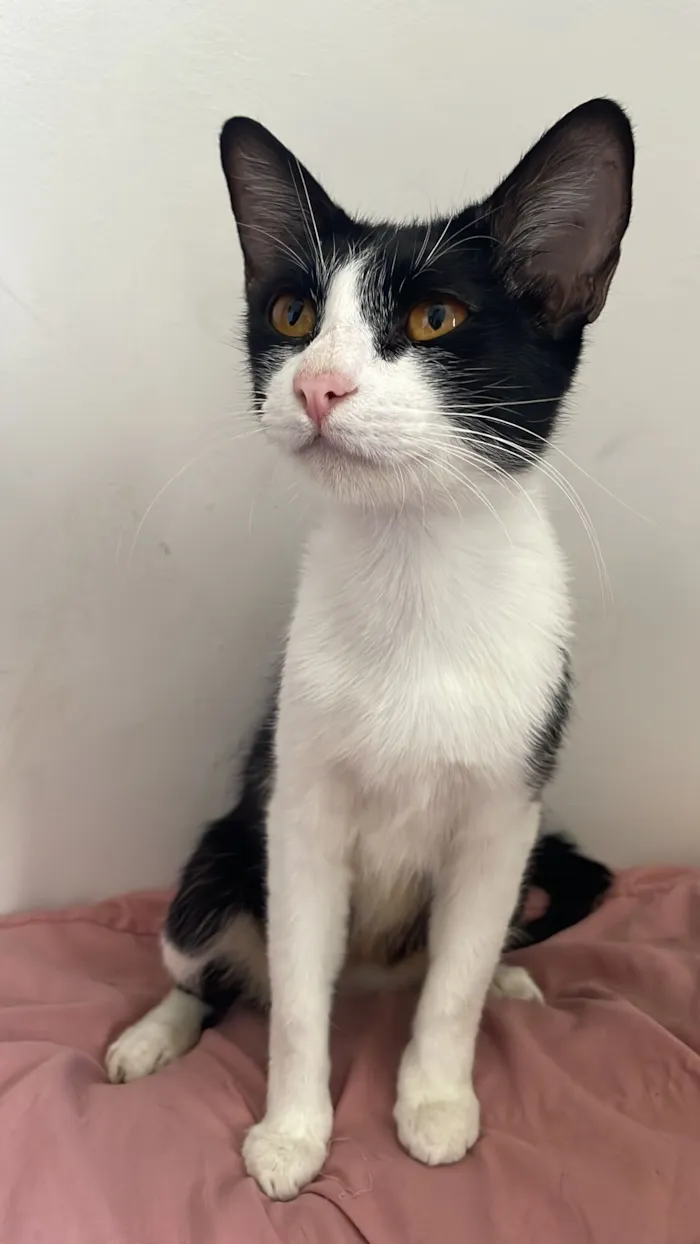 Gato raça SRD-ViraLata idade 2 a 6 meses nome Lilly