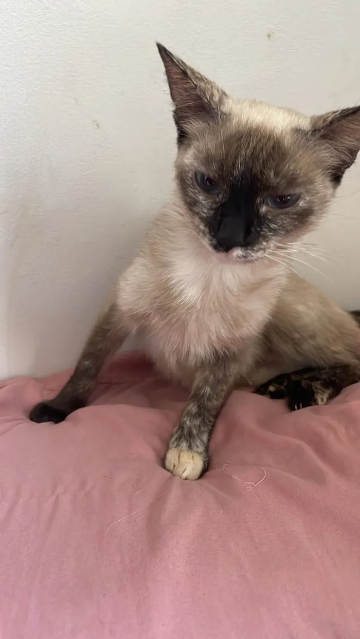 Gato raça SRD-ViraLata idade 2 a 6 meses nome Lilly