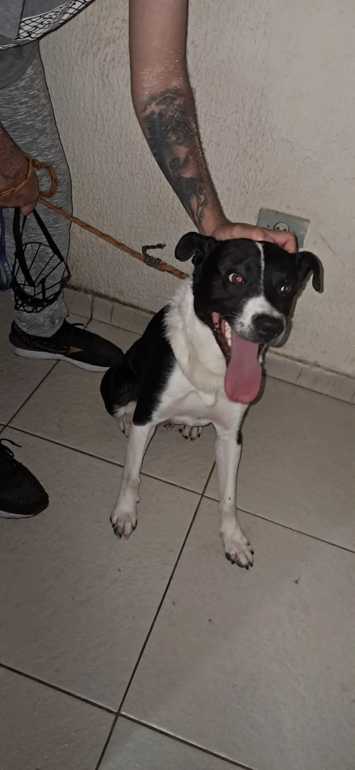 Cachorro raça SRD-ViraLata idade 1 ano nome Zeca
