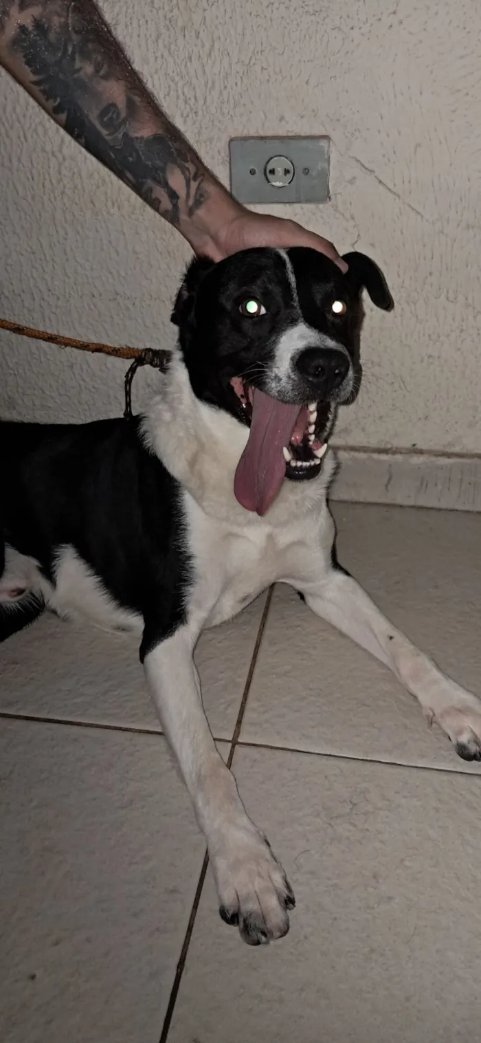 Cachorro raça SRD-ViraLata idade 1 ano nome Zeca