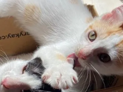 Gato raça SRD-ViraLata idade 2 a 6 meses nome Frajola e Manguito