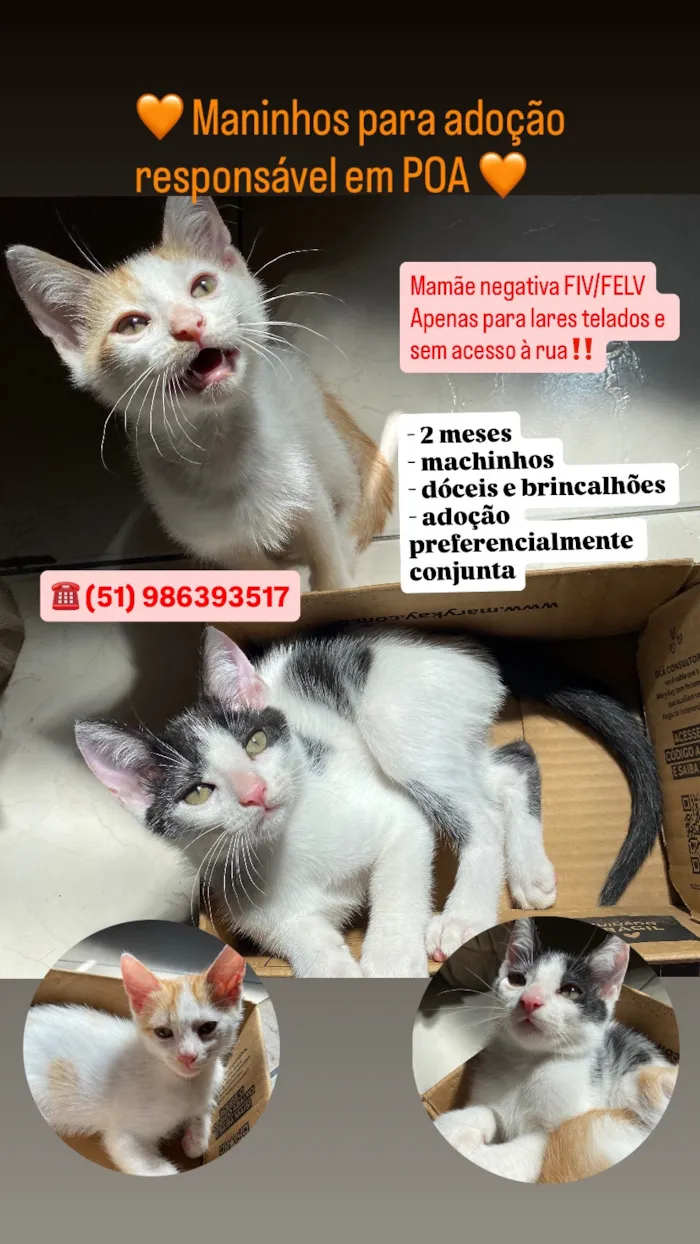 Gato raça SRD-ViraLata idade 2 a 6 meses nome Frajola e Manguito