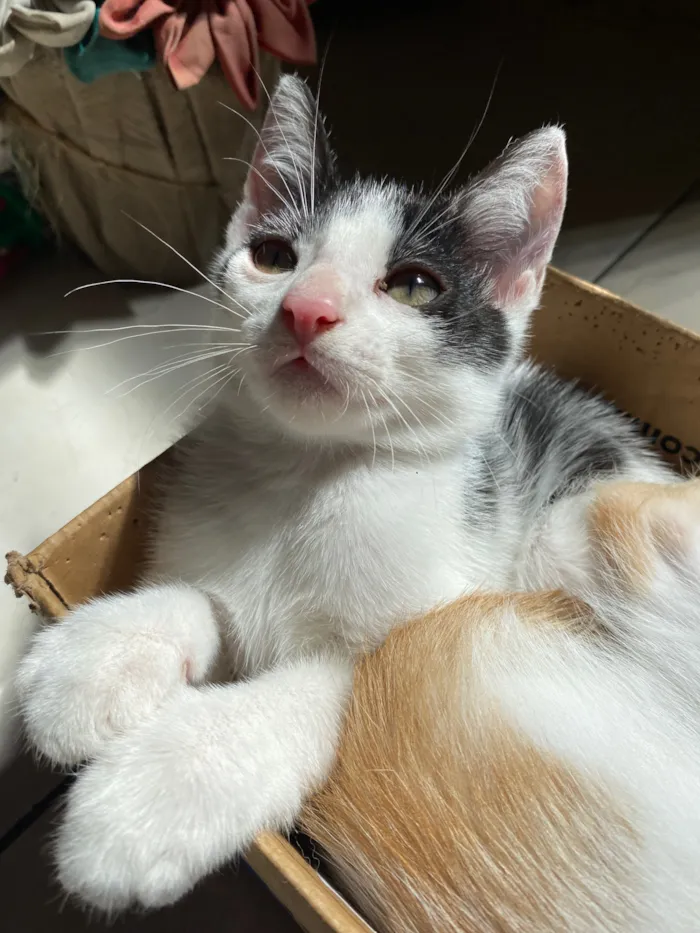 Gato raça SRD-ViraLata idade 2 a 6 meses nome Frajola e Manguito