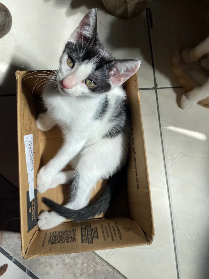 Gato raça SRD-ViraLata idade 2 a 6 meses nome Frajola e Manguito