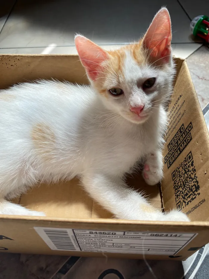 Gato raça SRD-ViraLata idade 2 a 6 meses nome Frajola e Manguito