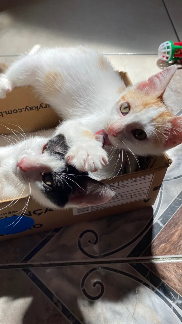 Gato raça SRD-ViraLata idade 2 a 6 meses nome Frajola e Manguito