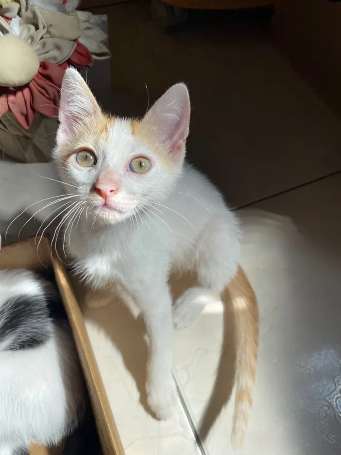 Gato raça SRD-ViraLata idade 2 a 6 meses nome Frajola e Manguito