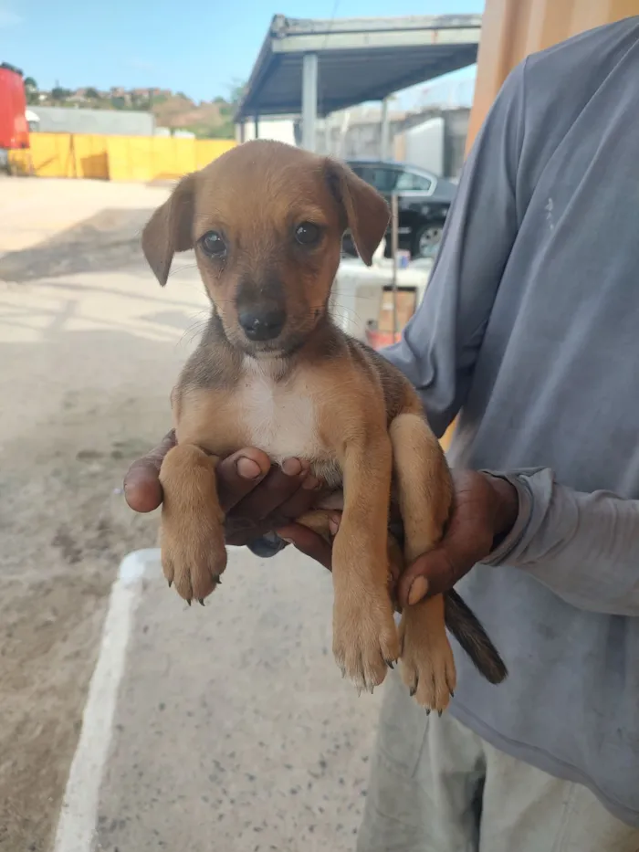 Cachorro raça SRD-ViraLata idade Abaixo de 2 meses nome Caramelo 