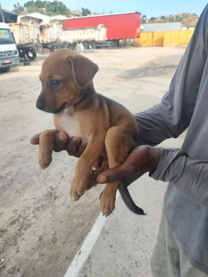 Cachorro raça SRD-ViraLata idade Abaixo de 2 meses nome Caramelo 