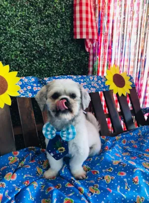 Cachorro raça Shitzu idade 2 anos nome SIMON