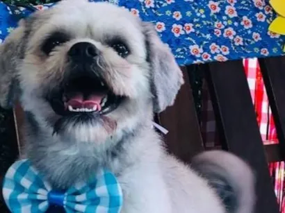 Cachorro raça Shitzu idade 2 anos nome SIMON