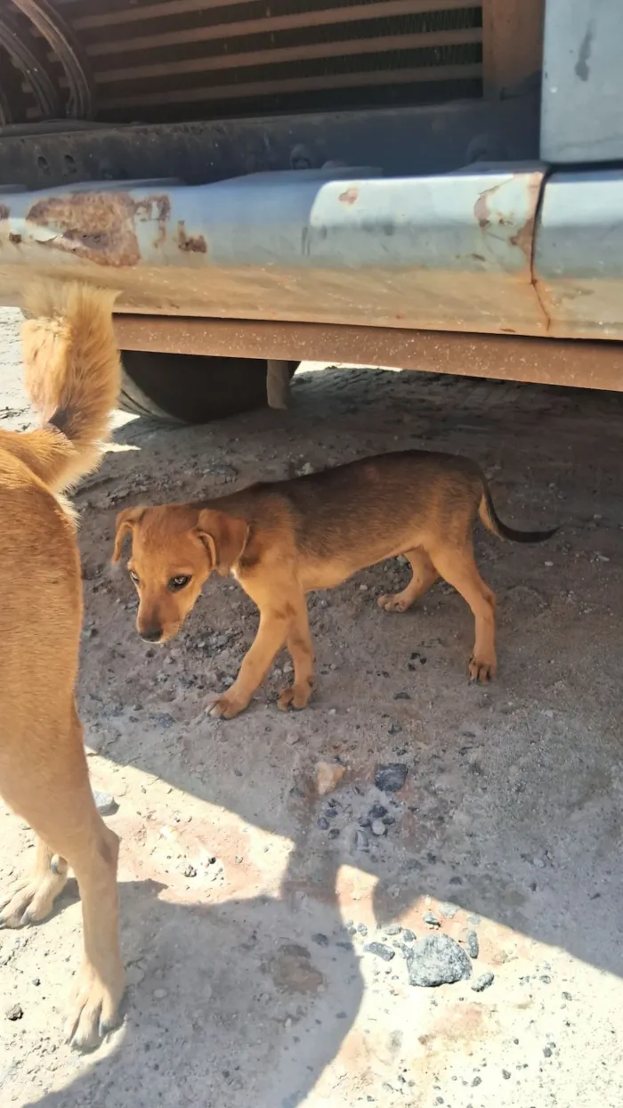 Cachorro raça SRD-ViraLata idade Abaixo de 2 meses nome Caramelo 