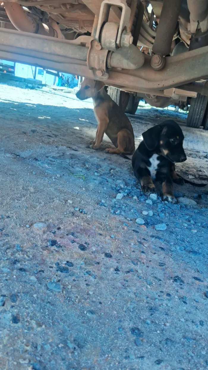 Cachorro raça SRD-ViraLata idade Abaixo de 2 meses nome Caramelo 