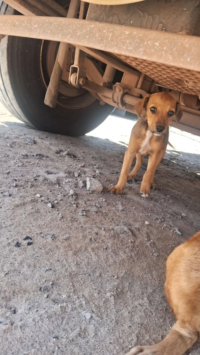 Cachorro raça SRD-ViraLata idade Abaixo de 2 meses nome Caramelo 