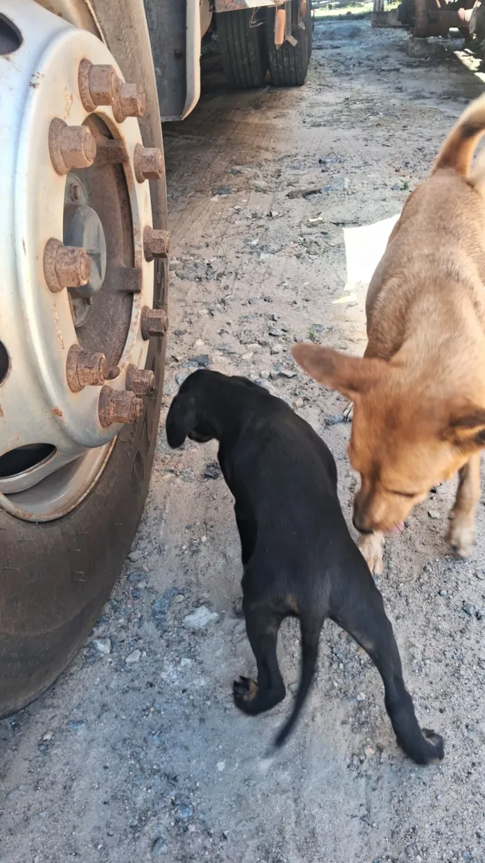 Cachorro raça SRD-ViraLata idade Abaixo de 2 meses nome Caramelo 