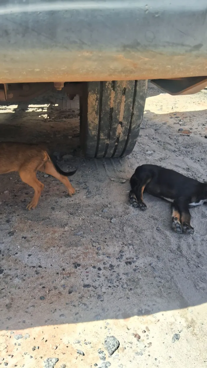 Cachorro raça SRD-ViraLata idade Abaixo de 2 meses nome Caramelo 