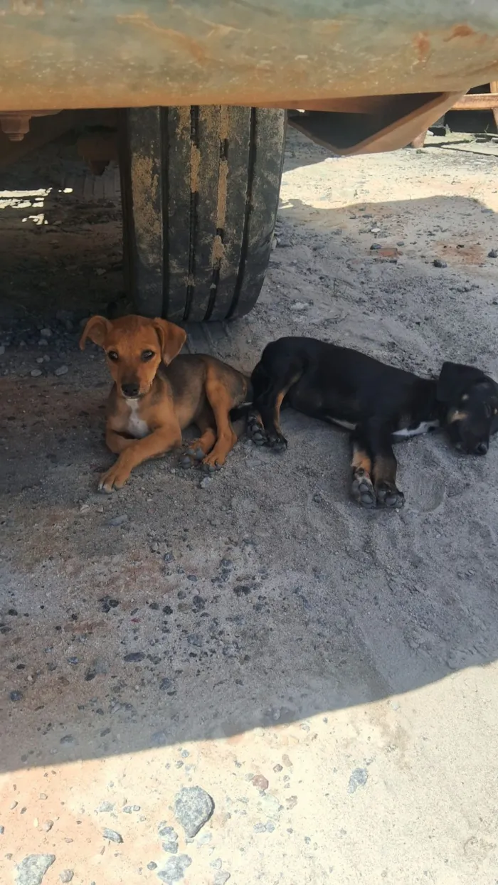 Cachorro raça SRD-ViraLata idade Abaixo de 2 meses nome Caramelo 