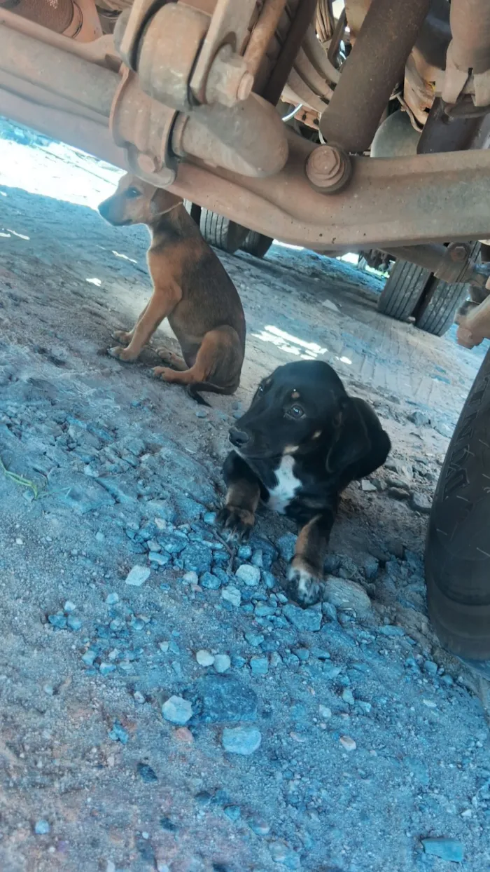Cachorro raça SRD-ViraLata idade Abaixo de 2 meses nome Caramelo 