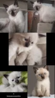 Gato raça Siamês idade 2 a 6 meses nome Miguel e Chico