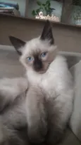 Gato raça Siamês idade 2 a 6 meses nome Miguel e Chico
