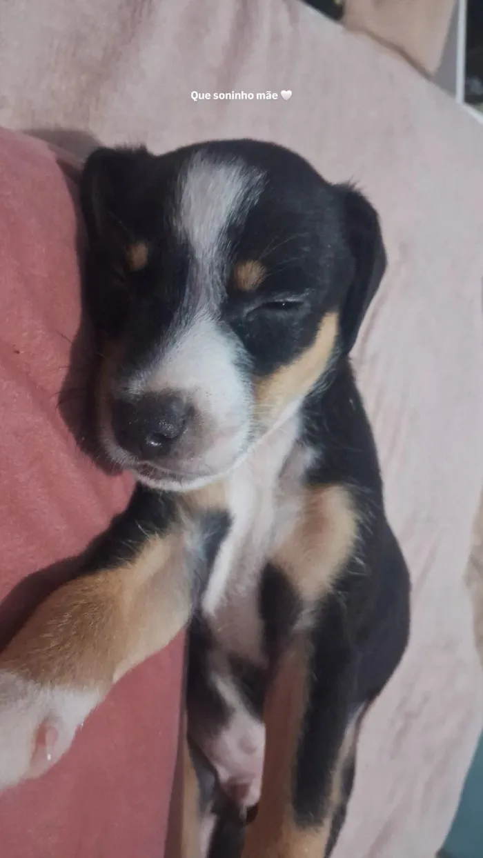 Cachorro raça SRD-ViraLata idade 2 a 6 meses nome Tchalla