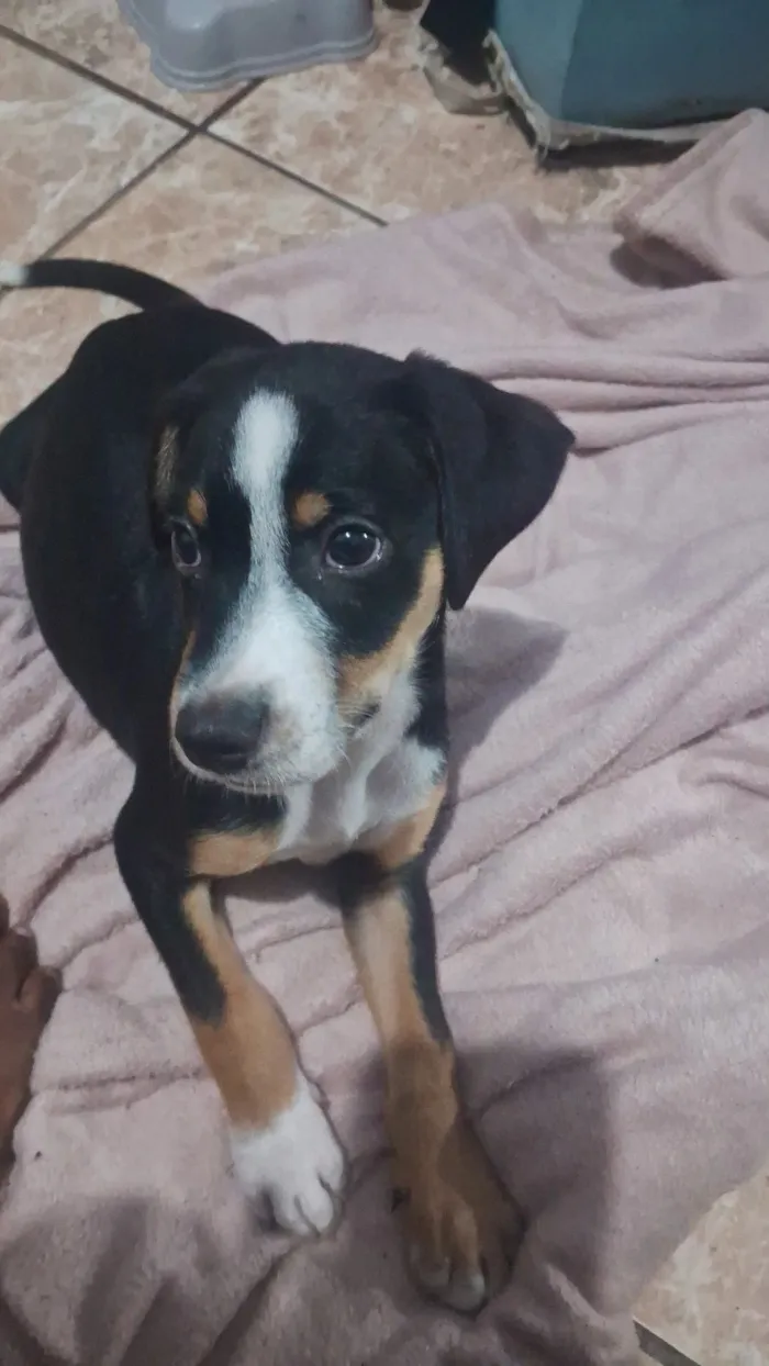 Cachorro raça SRD-ViraLata idade 2 a 6 meses nome Tchalla