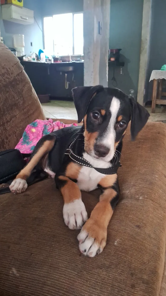 Cachorro raça SRD-ViraLata idade 2 a 6 meses nome Tchalla