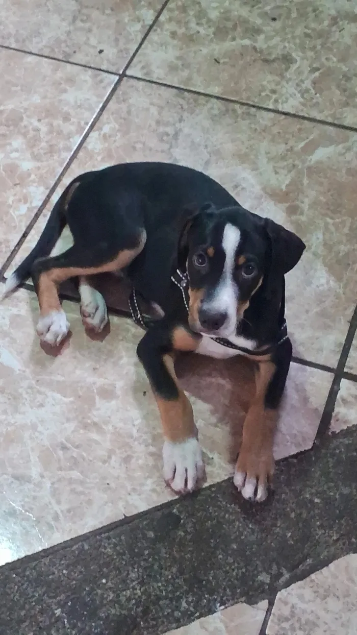 Cachorro raça SRD-ViraLata idade 2 a 6 meses nome Tchalla